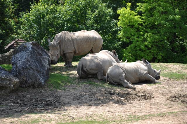 min 2013 07 06 beauval 172